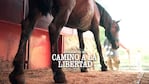 Los caballos encuentran la libertad que nunca tuvieron.