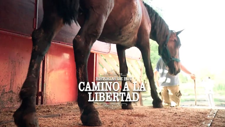 Los caballos encuentran la libertad que nunca tuvieron.