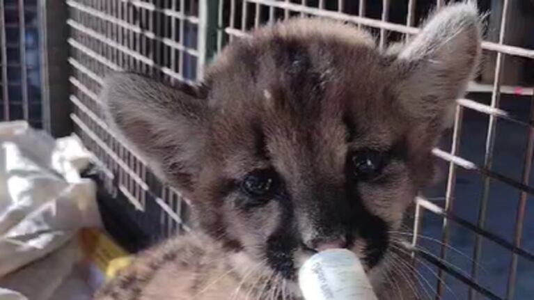 Los cachorros de puma que rescató en la ruta 36.