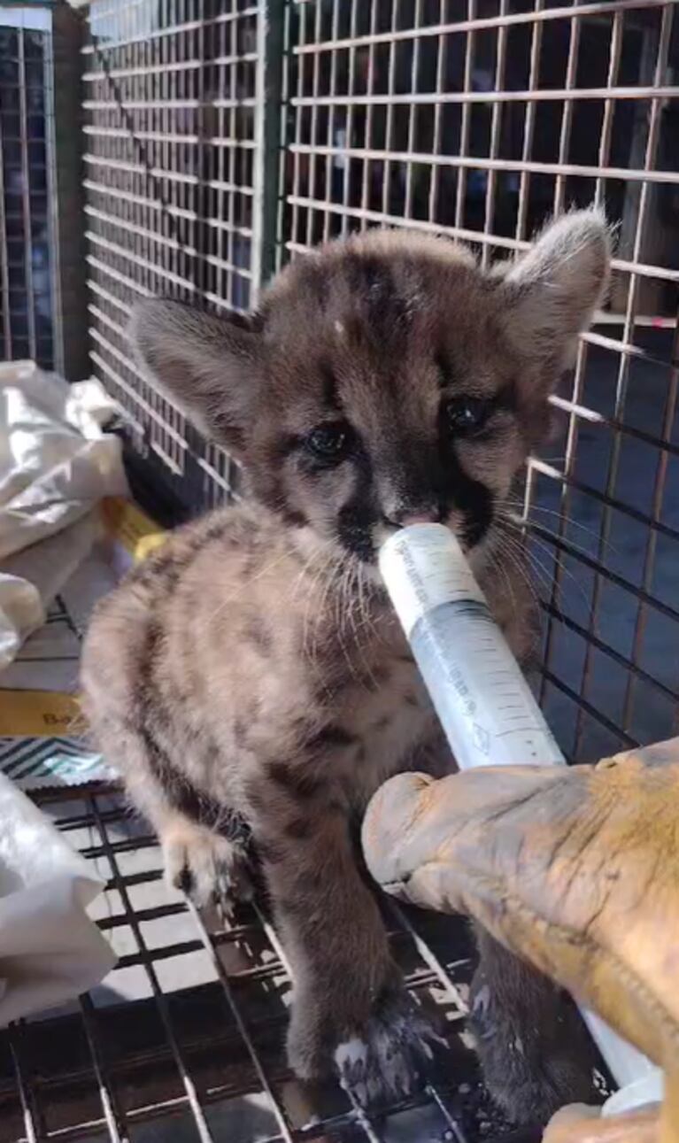 Los cachorros de puma que rescató en la ruta 36.