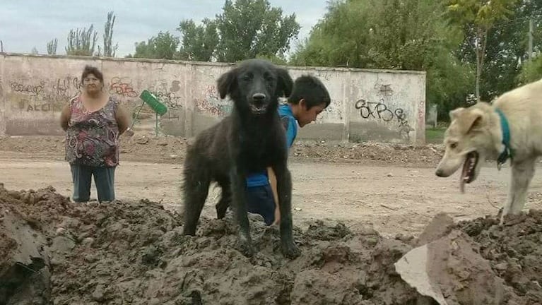 Los cachorros rescatados en un obra de Mendoza.