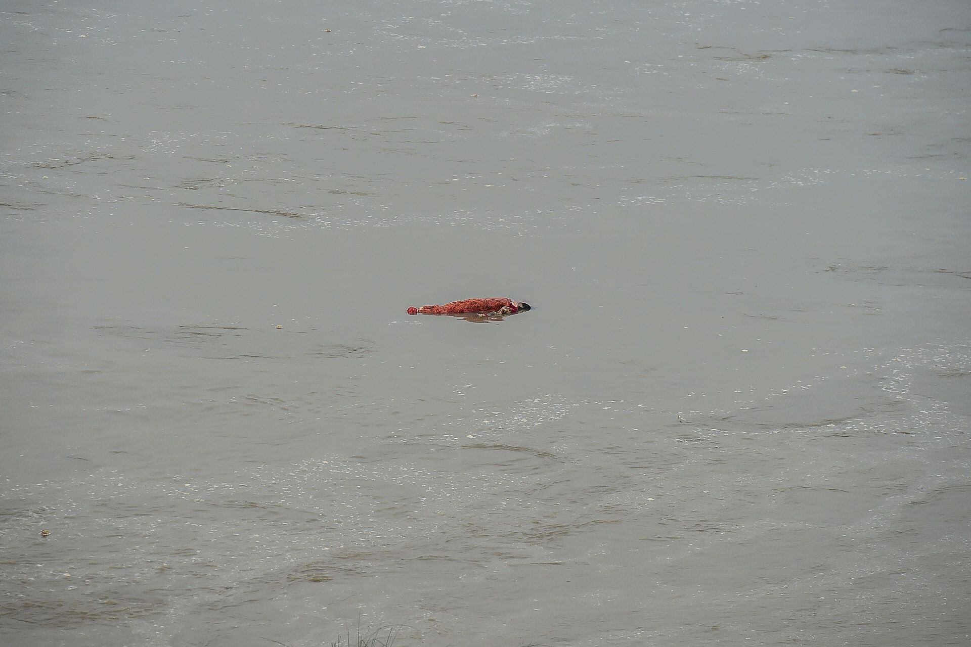 Los cadáveres envueltos en telas resurgen por la creciente del río Ganges. Foto: AFP.