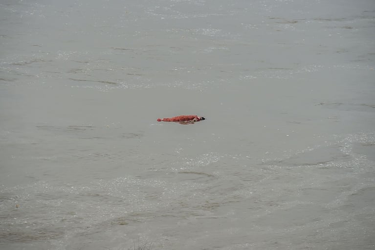 Los cadáveres envueltos en telas resurgen por la creciente del río Ganges. Foto: AFP.