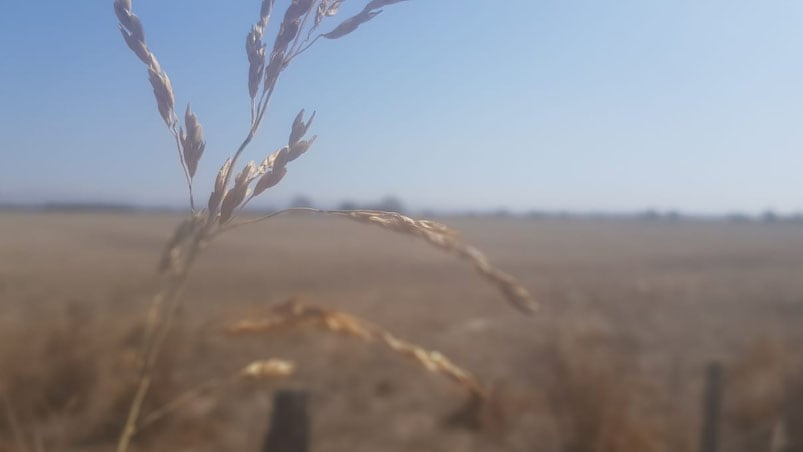 Los campos amarillos, una imagen que demuestra la difícil situación. Foto: El Doce