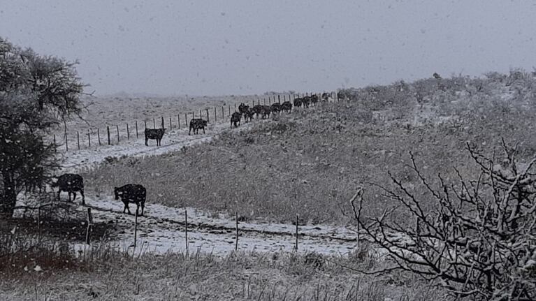 Los campos del norte quedaron cubiertos de nieve.