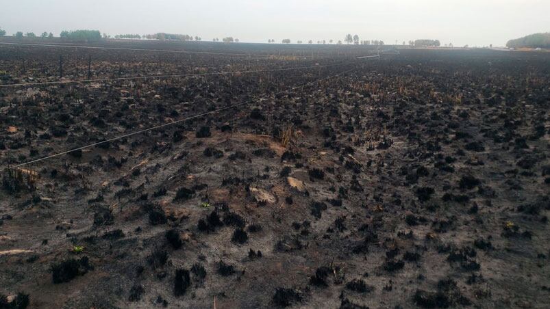 Los campos quedaron cubiertos de cenizas.