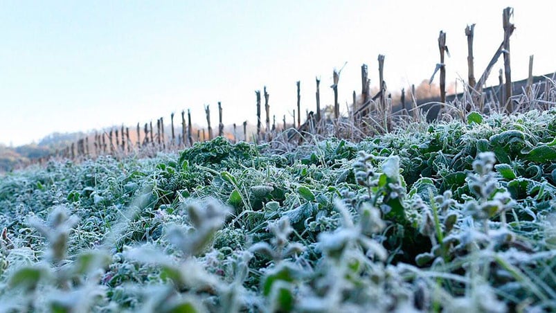 Los campos volvieron a amanecer con hielo en Córdoba.