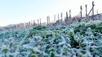 Los campos volvieron a amanecer con hielo en Córdoba.