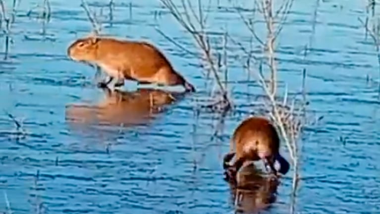Los carpinchos quedaron patinando en el hielo.