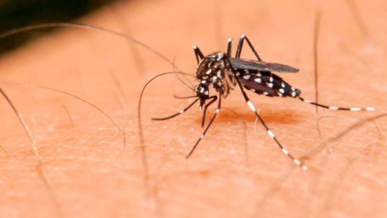 Los casos de dengue crecen significativamente de una semana para la otra en Córdoba.