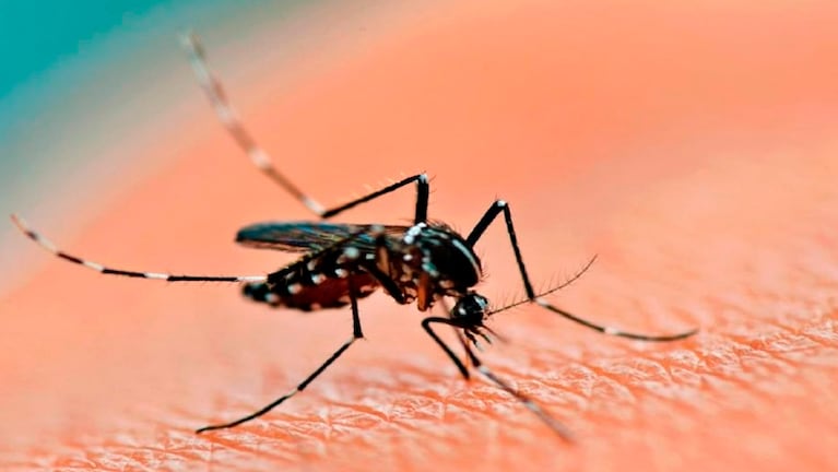 Los casos de dengue siguen en aumento en Córdoba.