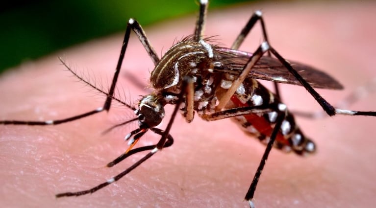 Los casos se confirmaron en una misma familia.