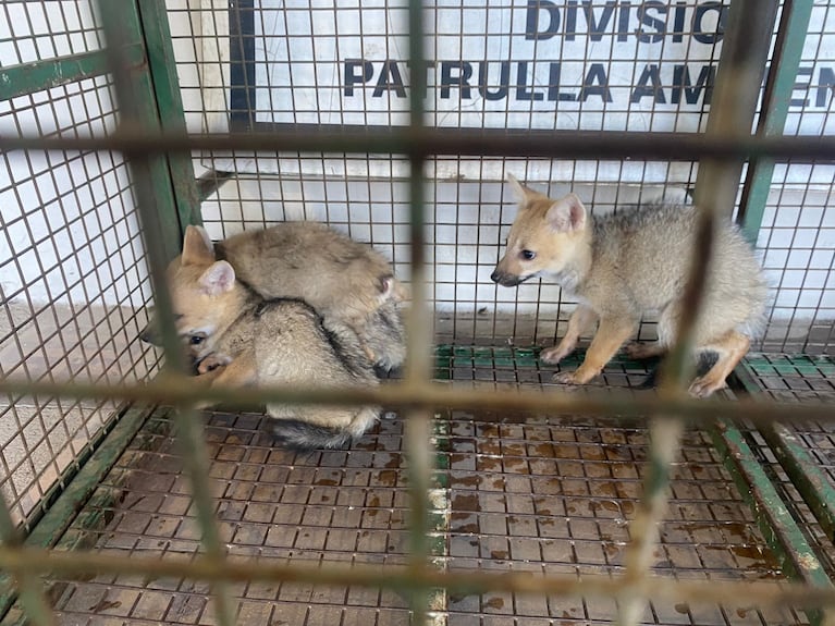 Los cinco ejemplares aparecieron frente a una cochera de barrio Providencia.