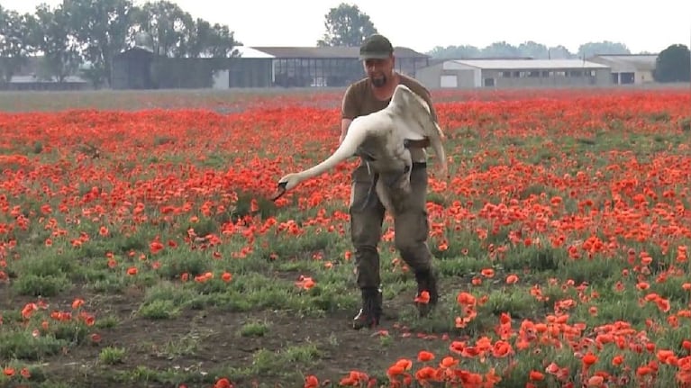 Los cisnes no podían volar debido al efecto narcótico del consumo de amapolas.