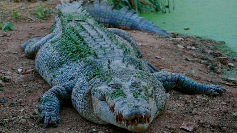 Los cocodrilos de agua salada pueden llegar a medir más de seis metros. (Imagen ilustrativa).