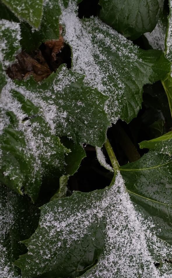 Los copos de nieve cayeron en Los Gigantes. Foto: Carlos Paz Vivo!