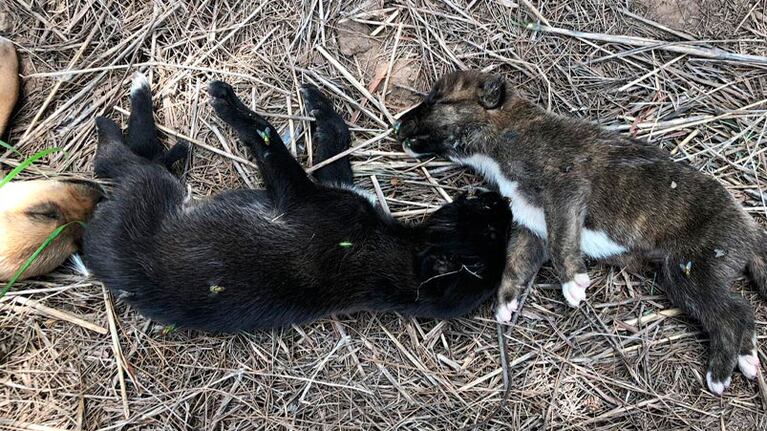 Los cuerpos de los cachorros estaban tirados en una canaleta.