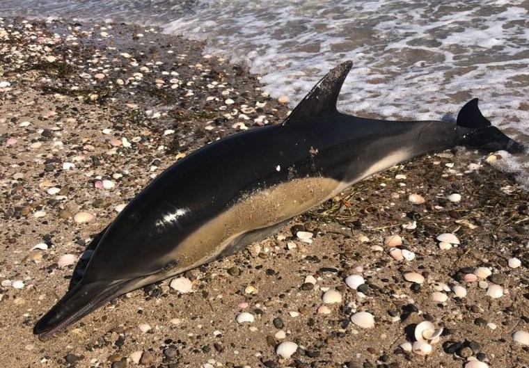 Los delfines aparecieron en la costa rionegrina.