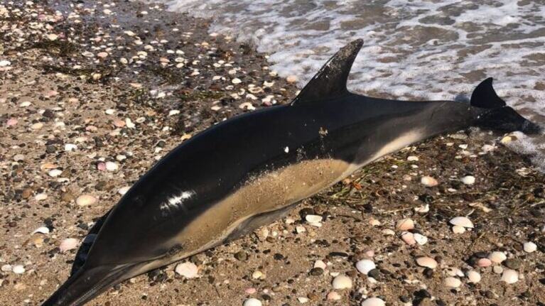 Los delfines aparecieron en la costa rionegrina.