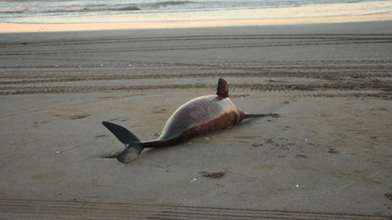 Los delfines podrían desaparecer de las costas argentinas en los próximos 30 años