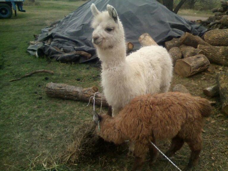 Los detuvieron con dos llamas en el baúl del auto