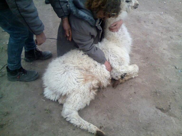 Los detuvieron con dos llamas en el baúl del auto