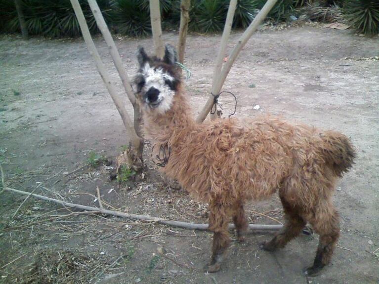 Los detuvieron con dos llamas en el baúl del auto