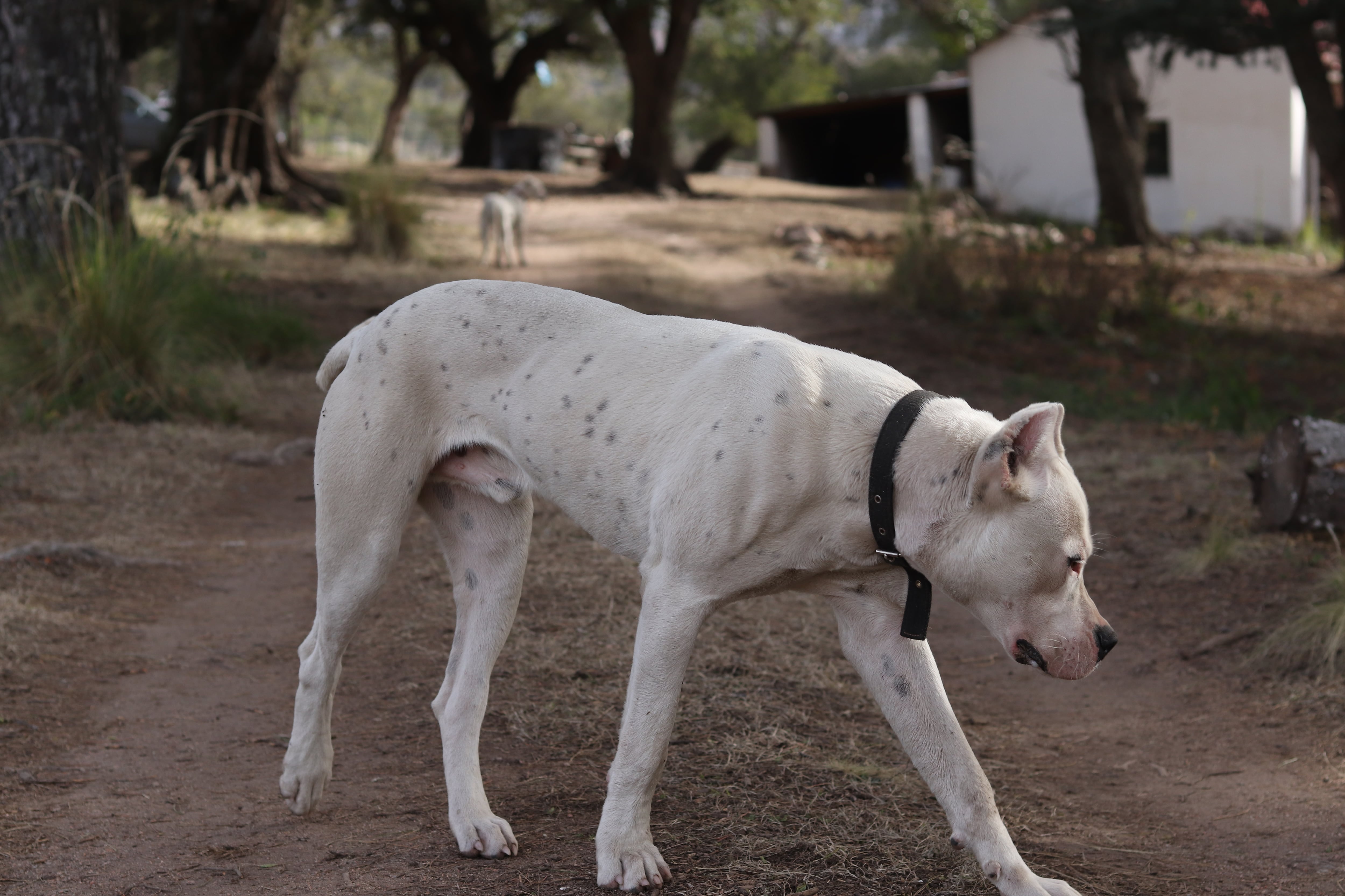 Los dogos del criadero La Cocha. Foto: Adriana Zanier / ElDoce.tv