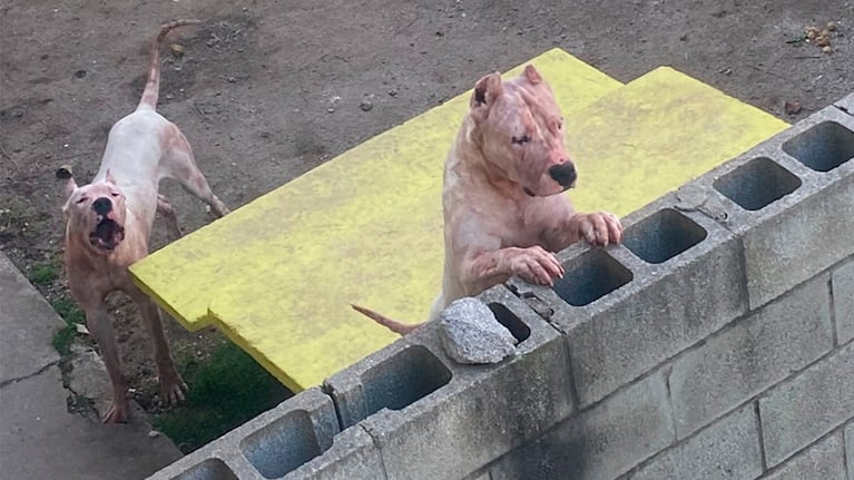 Los dogos en la casa de la tragedia en Río Ceballos.