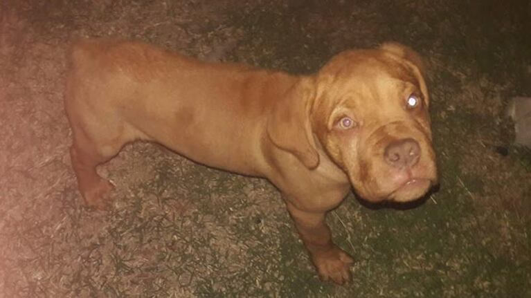 Los dueños del dogo de Burdeos lo habían comprado por 14 mil pesos.
