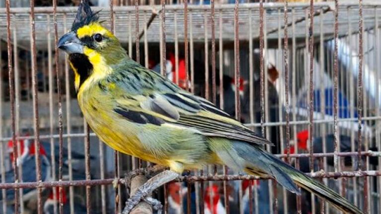 Los ejemplares fueron trasladados al zoológico Tatú Carreta.