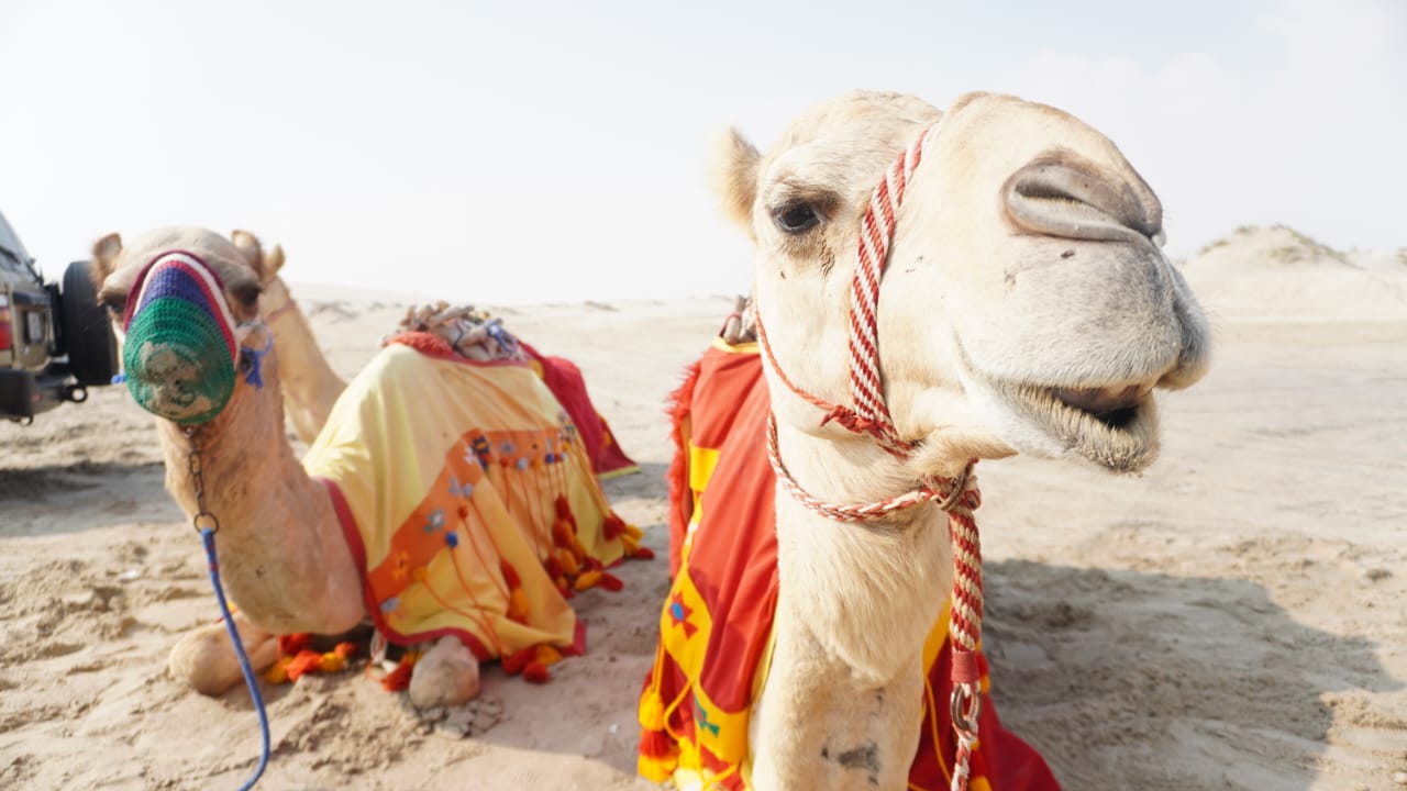 Los enviados especiales pasearon en camellos. Foto: Lucio Casalla/El Doce.