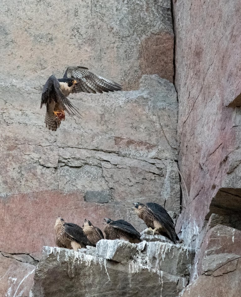 Los espectaculares halcones peregrinos en La Calera