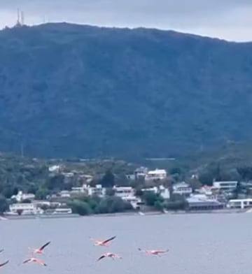 Los flamencos sorprendieron en Villa Santa Cruz del Lago. Imagen: @dieguitocguillen.