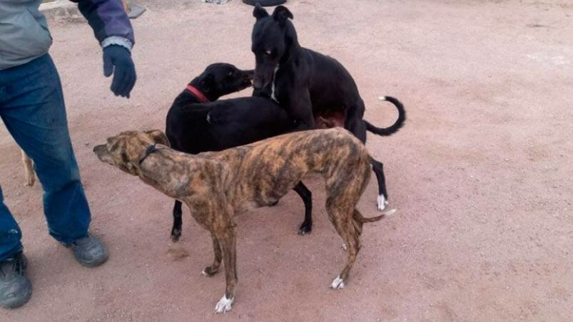 Los galgos fueron rescatados y quedaron bajo custodia de veterinarios.