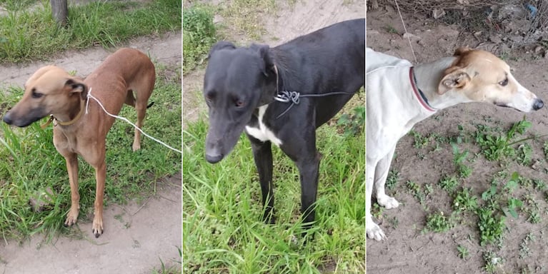 Los galgos fueron robados en Huinca Renancó.