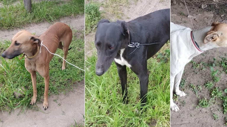 Los galgos fueron robados en Huinca Renancó.