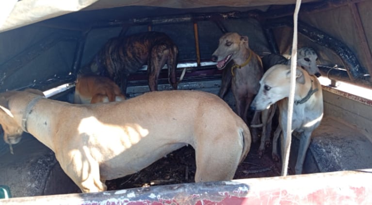Los galgos rescatados de campos de Córdoba.