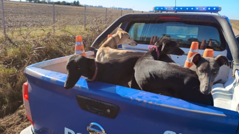 Los galgos rescatados de campos de Córdoba.