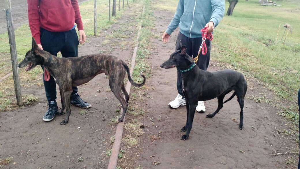 Los galgueros rechazan la ley que le puso fin a las carreras. Foto: Juan Pablo Lavisse.