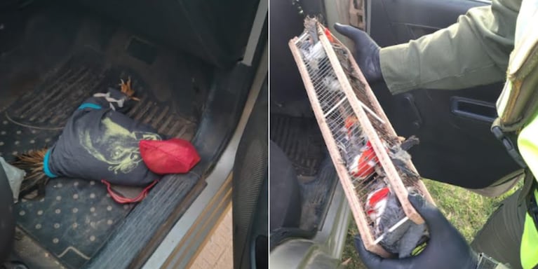 Los gallos estaban siendo trasladados hacia Santiago del Estero.