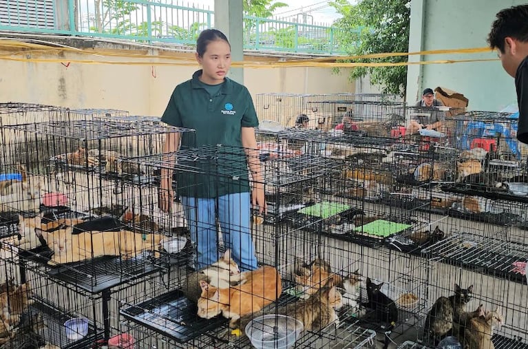 Los gatos fueron capturados con trampas por delincuentes.