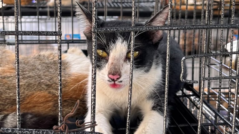 Los gatos fueron capturados con trampas por delincuentes.