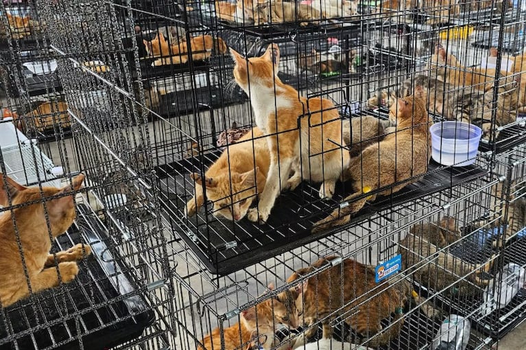 Los gatos fueron capturados con trampas por delincuentes.