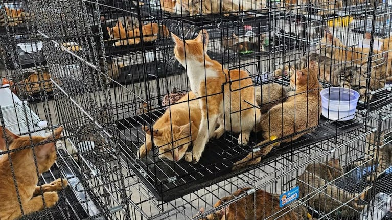 Los gatos fueron capturados con trampas por delincuentes.