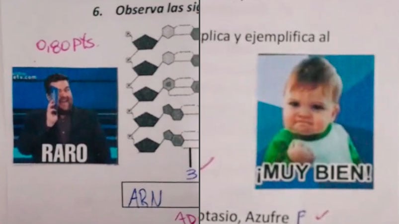 Los geniales memes que la profe usó para corregir las evaluaciones de Biología.