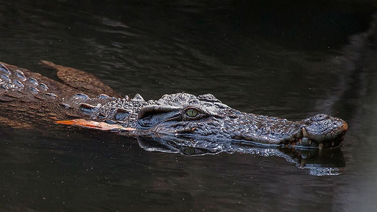 Los grandes cocodrilos son una de las atracciones del parque Khao Yay.