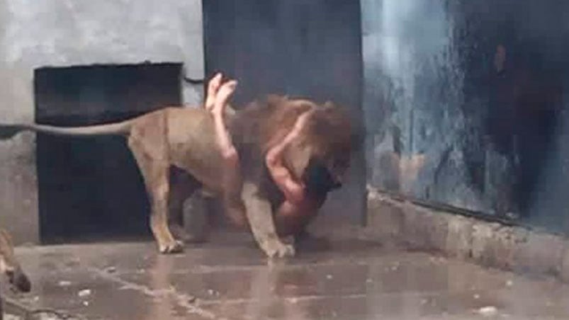 Los guardias del zoológico de Chile dispararon a los animales para detener el ataque.