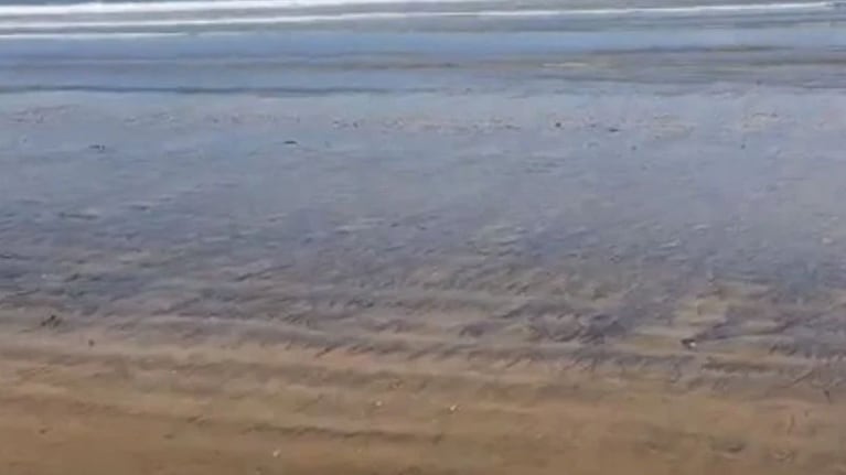 Los gusanos sorprendieron a los habitantes de Camburi, en Vitória.