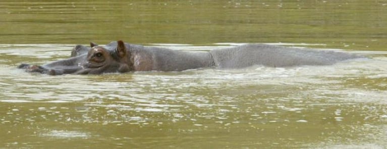 Los hipopótamos de Pablo Escobar, un verdadero problema